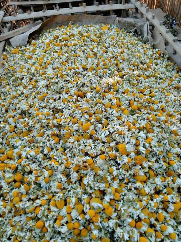 Chamomile flower