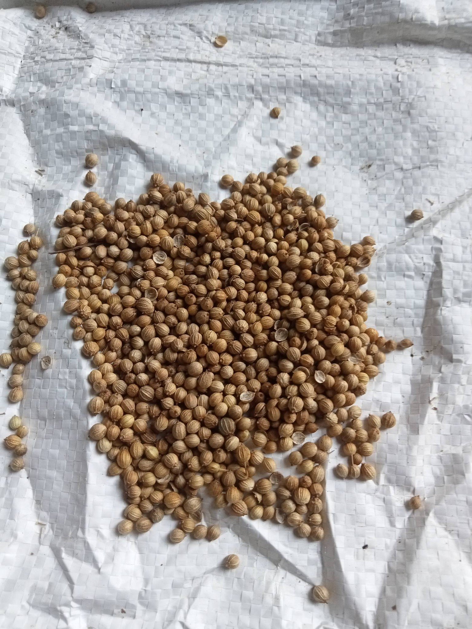 coriander seeds