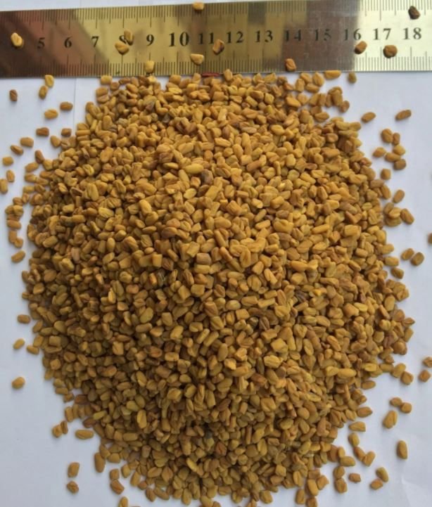 fenugreek